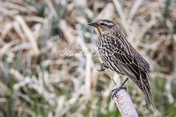 Red-Winged Blackbird 27 - May 23, 2026 - Mickelson Trail South Dakota