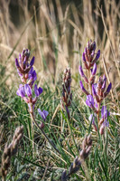 American Vetch 13 - May 23, 2026 - Wind Cave National Park South Dakota