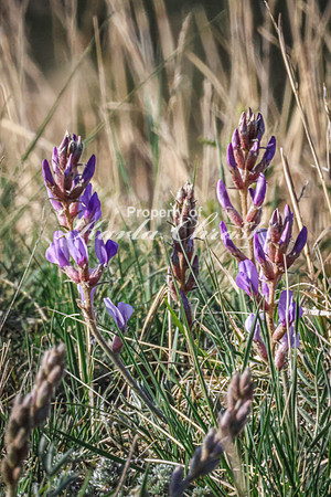 American Vetch 13 - May 23, 2026 - Wind Cave National Park South Dakota