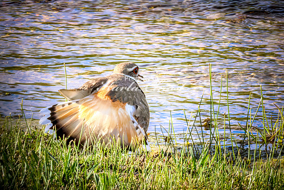 Killdeer 18 - May 23, 2026 - Wind Cave National Park South Dakota