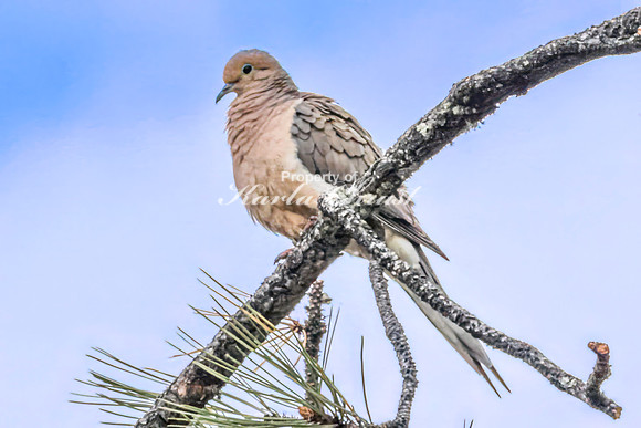 Mourning Dove - May 23, 2026 - Custer State Park South Dakota