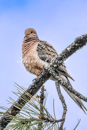 Mourning Dove - May 23, 2026 - Custer State Park South Dakota