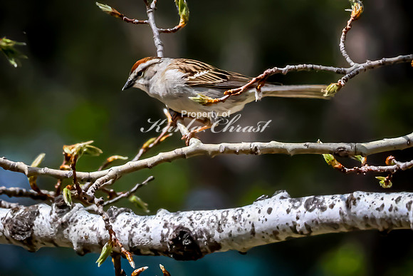 Chipping Sparrow 6 - May 23, 2026 - Mickelson Trail South Dakota