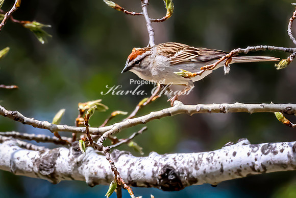 Chipping Sparrow 7 - May 23, 2026 - Mickelson Trail South Dakota
