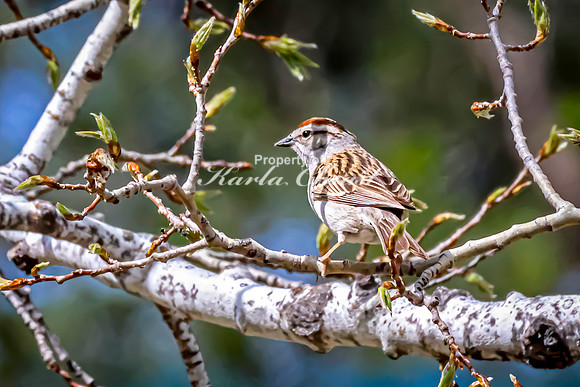 Chipping Sparrow 8 - May 23, 2026 - Mickelson Trail South Dakota
