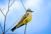 Western Kingbird 3 - May 23, 2026 - Oacoma City Park Oacoma South Dakota