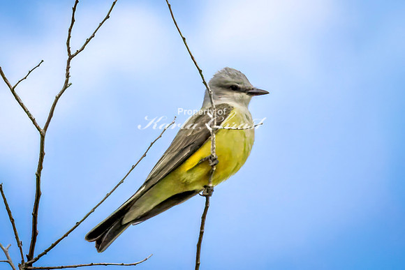 Western Kingbird 3 - May 23, 2026 - Oacoma City Park Oacoma South Dakota
