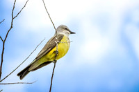 Western Kingbird 4 - May 23, 2026 - Oacoma City Park Oacoma South Dakota