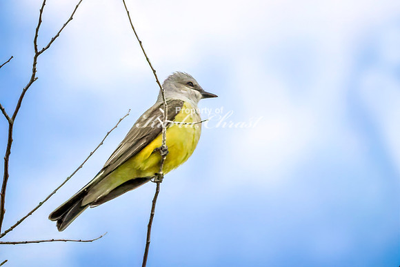 Western Kingbird 4 - May 23, 2026 - Oacoma City Park Oacoma South Dakota