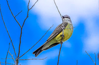 Western Kingbird 5 - May 23, 2026 - Oacoma City Park Oacoma South Dakota