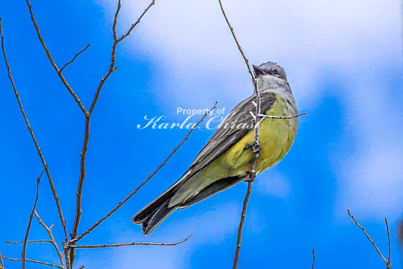 Western Kingbird 5 - May 23, 2026 - Oacoma City Park Oacoma South Dakota