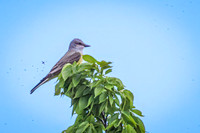 Western Kingbird 6 - May 23, 2026 - Oacoma City Park Oacoma South Dakota
