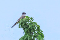 Western Kingbird 7 - May 23, 2026 - Oacoma City Park Oacoma South Dakota