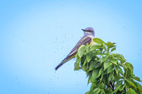 Western Kingbird 8 - May 23, 2026 - Oacoma City Park Oacoma South Dakota