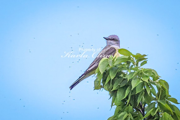 Western Kingbird 8 - May 23, 2026 - Oacoma City Park Oacoma South Dakota