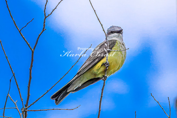 Western Kingbird 9 - May 23, 2026 - Oacoma City Park Oacoma South Dakota