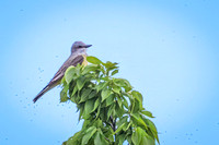 Western Kingbird 10 - May 23, 2026 - Oacoma City Park Oacoma South Dakota