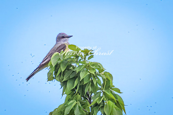 Western Kingbird 10 - May 23, 2026 - Oacoma City Park Oacoma South Dakota