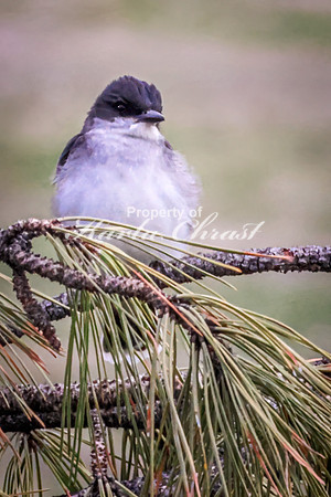 Eastern Kingbird 22 - May 23, 2026 - Custer State Park South Dakota