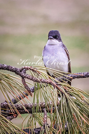 Eastern Kingbird 23 - May 23, 2026 - Custer State Park South Dakota
