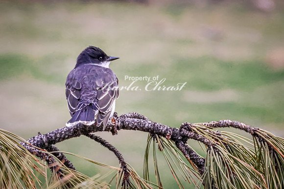 Eastern Kingbird 24 - May 23, 2026 - Custer State Park South Dakota