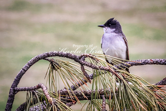 Eastern Kingbird 25 - May 23, 2026 - Custer State Park South Dakota