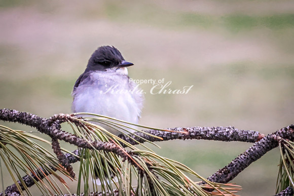 Eastern Kingbird 26 - May 23, 2026 - Custer State Park South Dakota