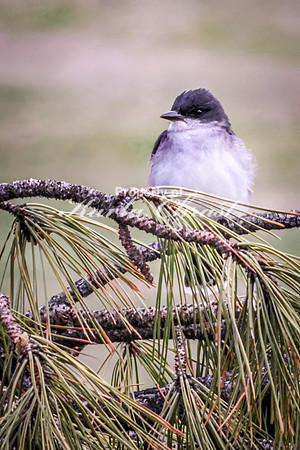 Eastern Kingbird 27 - May 23, 2026 - Custer State Park South Dakota