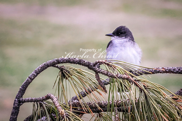 Eastern Kingbird 28 - May 23, 2026 - Custer State Park South Dakota