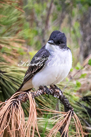 Eastern Kingbird 29 - May 23, 2026 - Custer State Park South Dakota