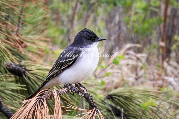 Eastern Kingbird 30- May 23, 2026 - Custer State Park South Dakota