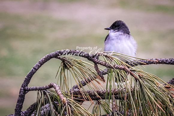 Eastern Kingbird 31 - May 23, 2026 - Custer State Park South Dakota