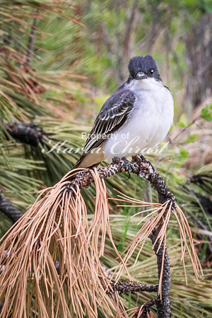 Eastern Kingbird 32 - May 23, 2026 - Custer State Park South Dakota