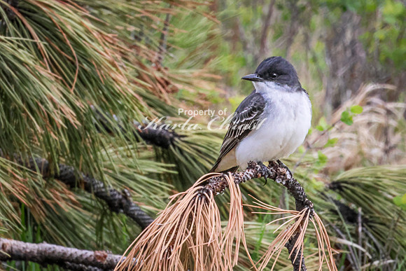 Eastern Kingbird 33 - May 23, 2026 - Custer State Park South Dakota