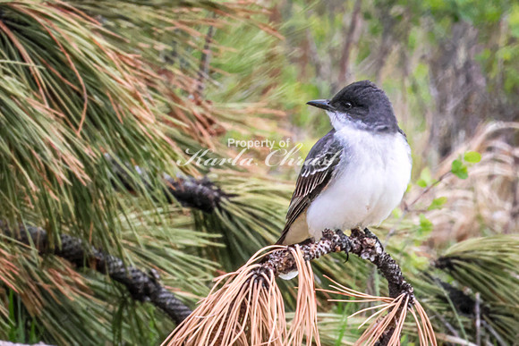 Eastern Kingbird 34 - May 23, 2026 - Custer State Park South Dakota