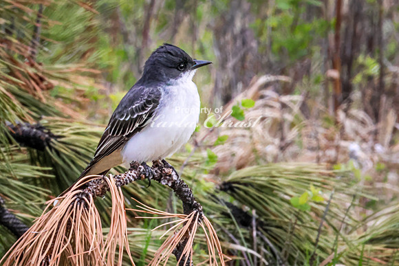 Eastern Kingbird 35 - May 23, 2026 - Custer State Park South Dakota