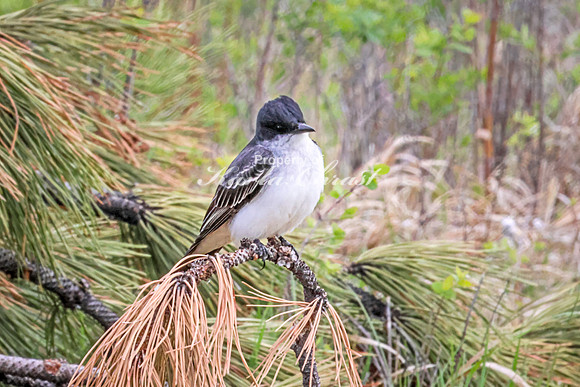 Eastern Kingbird 36 - May 23, 2026 - Custer State Park South Dakota