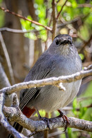 Gray Catbird 19 - May 23, 2026 - Mickelson Trail South Dakota