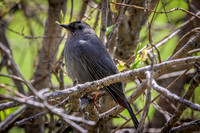 Gray Catbird 20 - May 23, 2026 - Mickelson Trail South Dakota