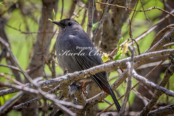 Gray Catbird 20 - May 23, 2026 - Mickelson Trail South Dakota