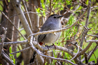 Gray Catbird 21 - May 23, 2026 - Mickelson Trail South Dakota