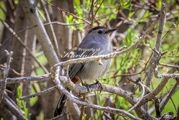 Gray Catbird 21 - May 23, 2026 - Mickelson Trail South Dakota