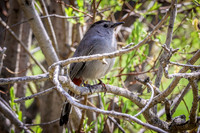 Gray Catbird 22 - May 23, 2026 - Mickelson Trail South Dakota