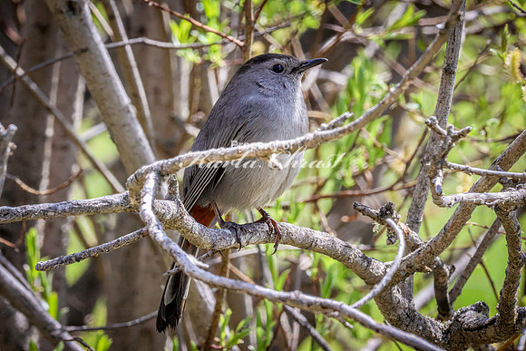 Gray Catbird 22 - May 23, 2026 - Mickelson Trail South Dakota
