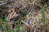 Wilson's Snipe 12 - May 23, 2026 - Mickelson Trail South Dakota