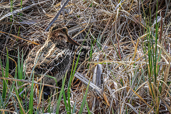 Wilson's Snipe 12 - May 23, 2026 - Mickelson Trail South Dakota