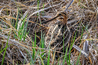 Wilson's Snipe 13  - May 23, 2026 - Mickelson Trail South Dakota