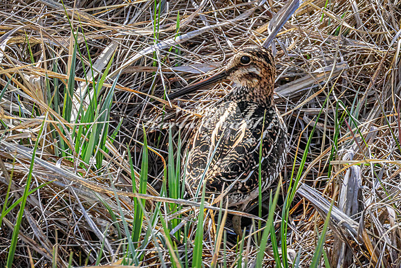Wilson's Snipe 13  - May 23, 2026 - Mickelson Trail South Dakota