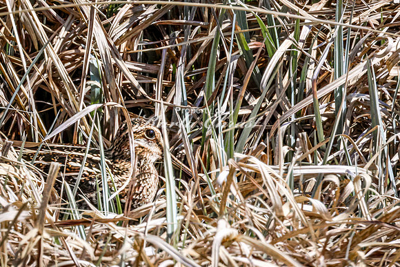 Wilson's Snipe 14  - May 23, 2026 - Mickelson Trail South Dakota