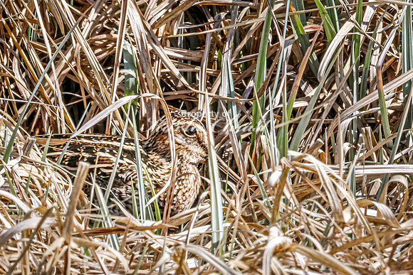 Wilson's Snipe 15 - May 23, 2026 - Mickelson Trail South Dakota